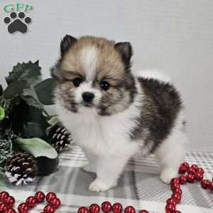 Pomeranian Puppies For Sale - Greenfield Puppies