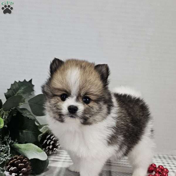 Lil Princess, Pomeranian Puppy