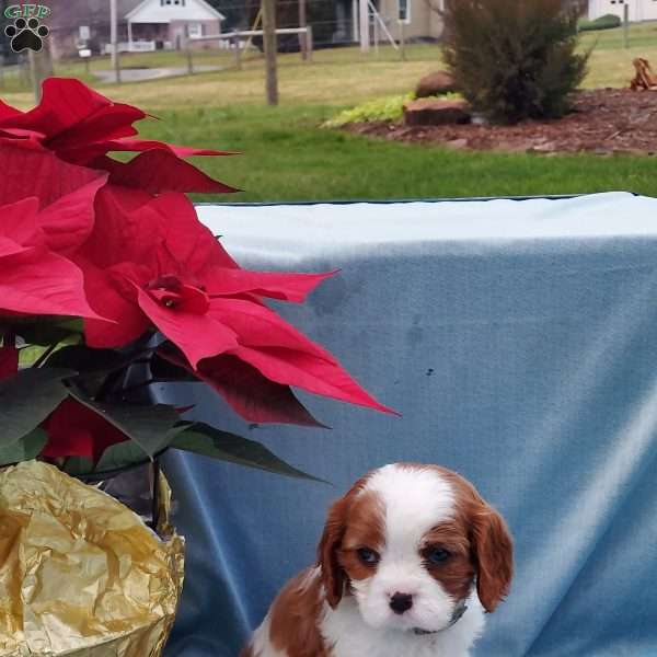 Mabel, Cavalier King Charles Spaniel Puppy
