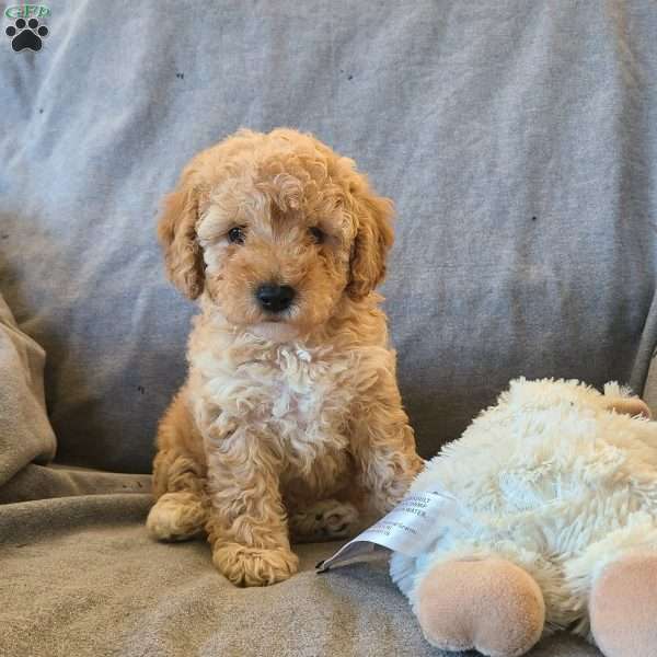 Holly, Miniature Poodle Puppy