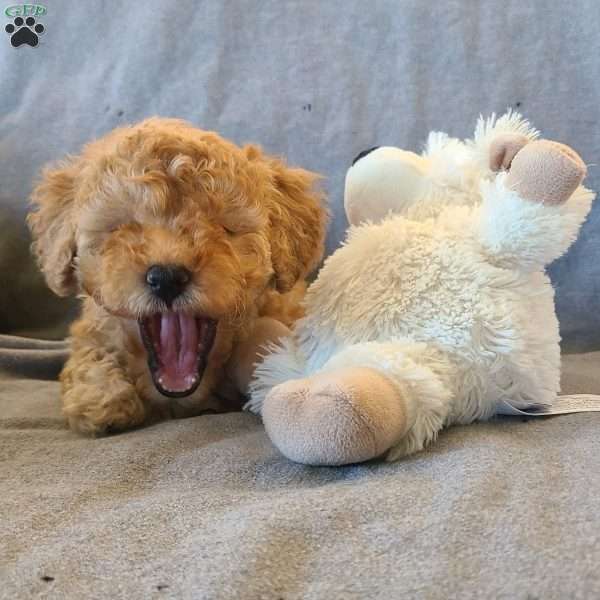 Noel, Miniature Poodle Puppy
