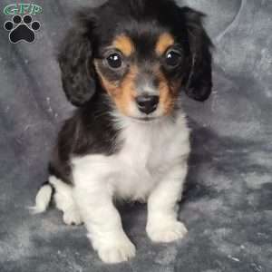 Dachshund mix 2024 for sale