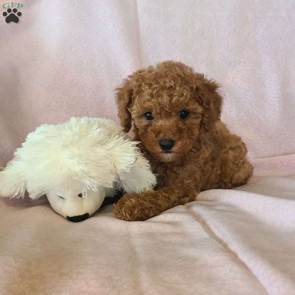 Starr, Miniature Poodle Puppy