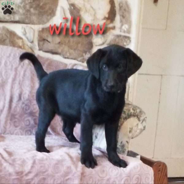 Willow, Black Labrador Retriever Puppy