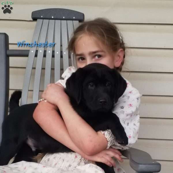 Winchester, Black Labrador Retriever Puppy