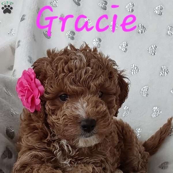 Gracie, Miniature Poodle Puppy