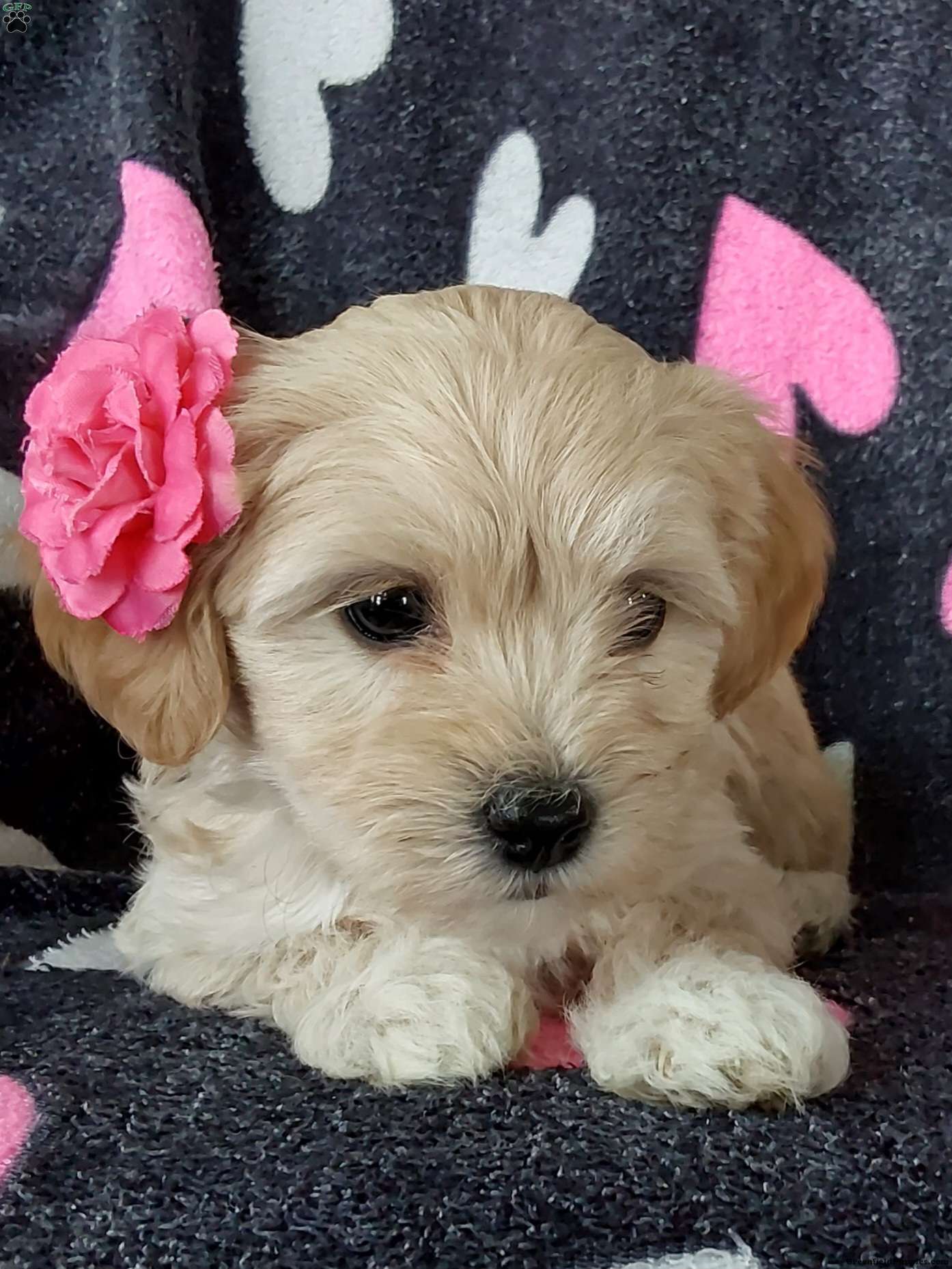 Cutie Toy Poodle Mix Puppy For Sale in Ohio