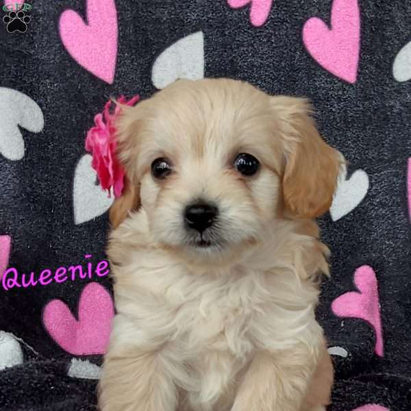 Queenie, Toy Poodle Mix Puppy