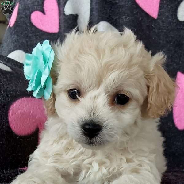Snuggles, Toy Poodle Mix Puppy