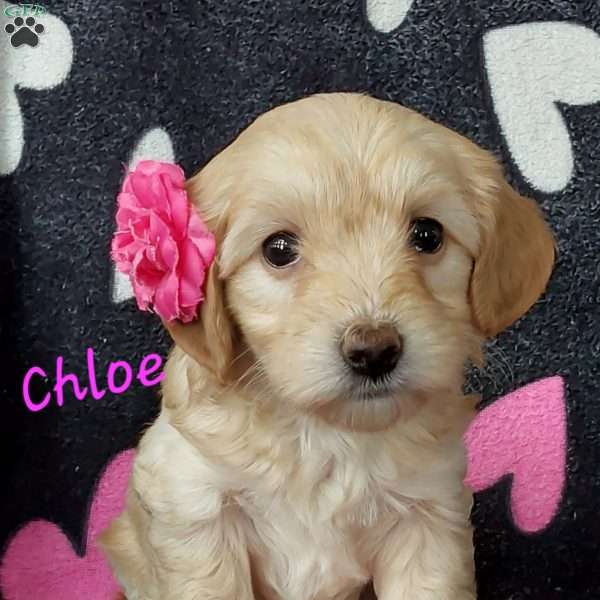 Chloe, Toy Poodle Mix Puppy
