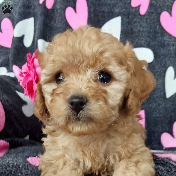 Pearl, Toy Poodle Mix Puppy