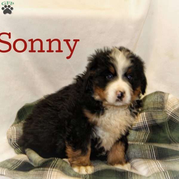 Sonny, Bernese Mountain Dog Puppy