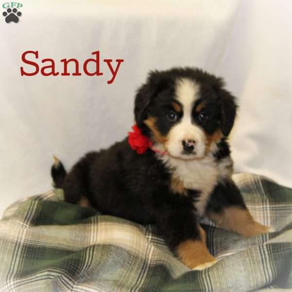 Sandy, Bernese Mountain Dog Puppy