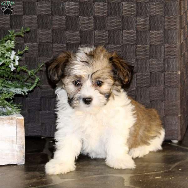 Dolly, Havanese Puppy