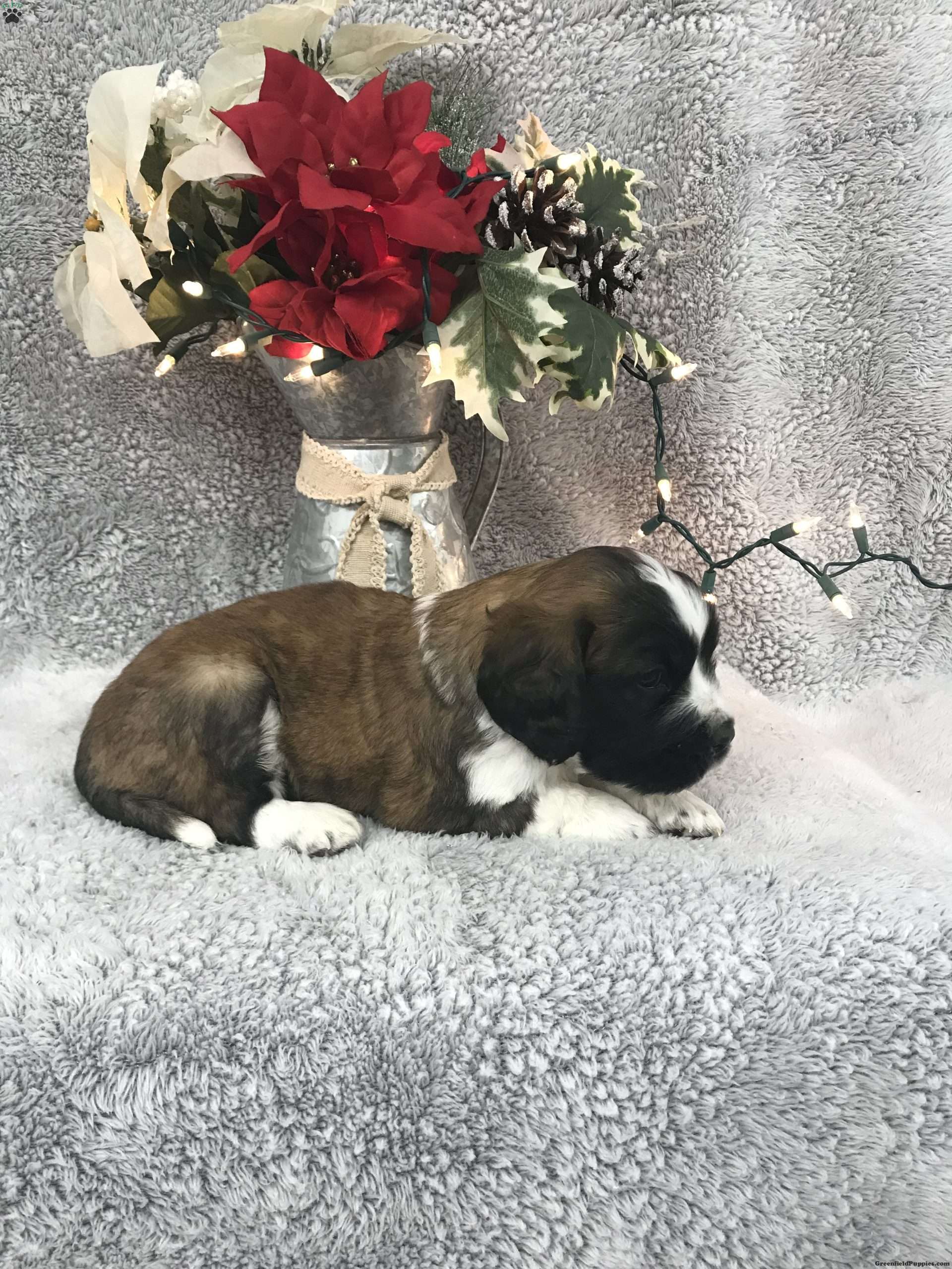 Kodiak mini Saint Bernard Puppy For Sale in Pennsylvania