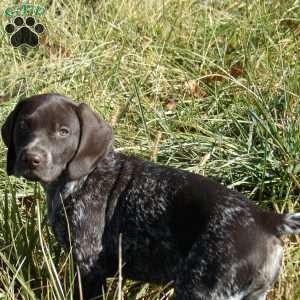 German Shorthaired Pointer Puppies For Sale - Greenfield Puppies