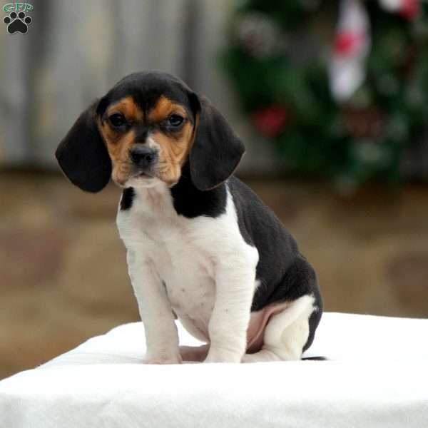 Victor, Beagle Puppy