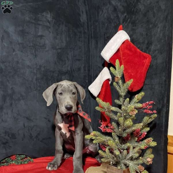 Buster, Great Dane Puppy
