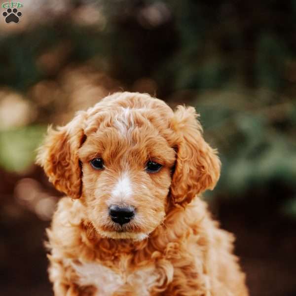 Amie, Goldendoodle Puppy