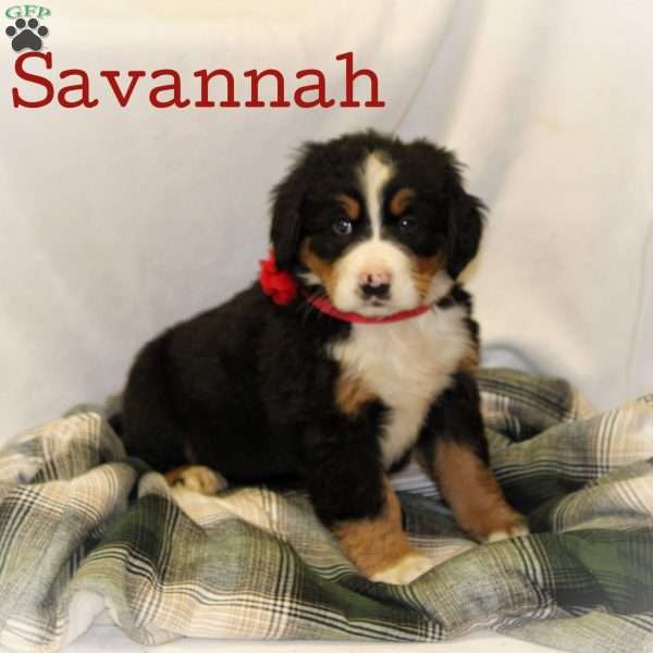 Savannah, Bernese Mountain Dog Puppy