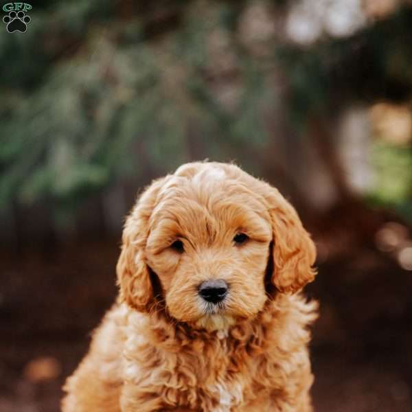 Ace, Goldendoodle Puppy