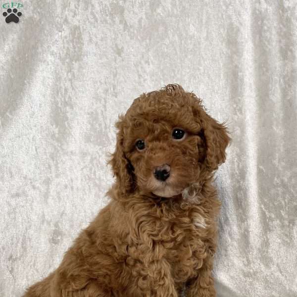 Oakley, Miniature Poodle Puppy