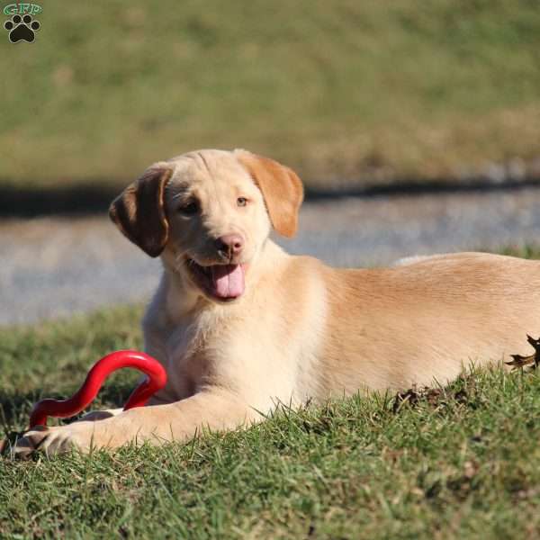 Caramel, Yellow Labrador Retriever Puppy