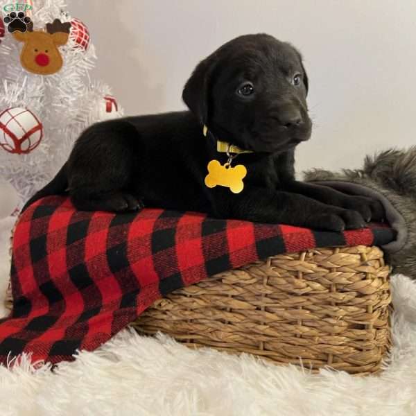 Bruno, Black Labrador Retriever Puppy