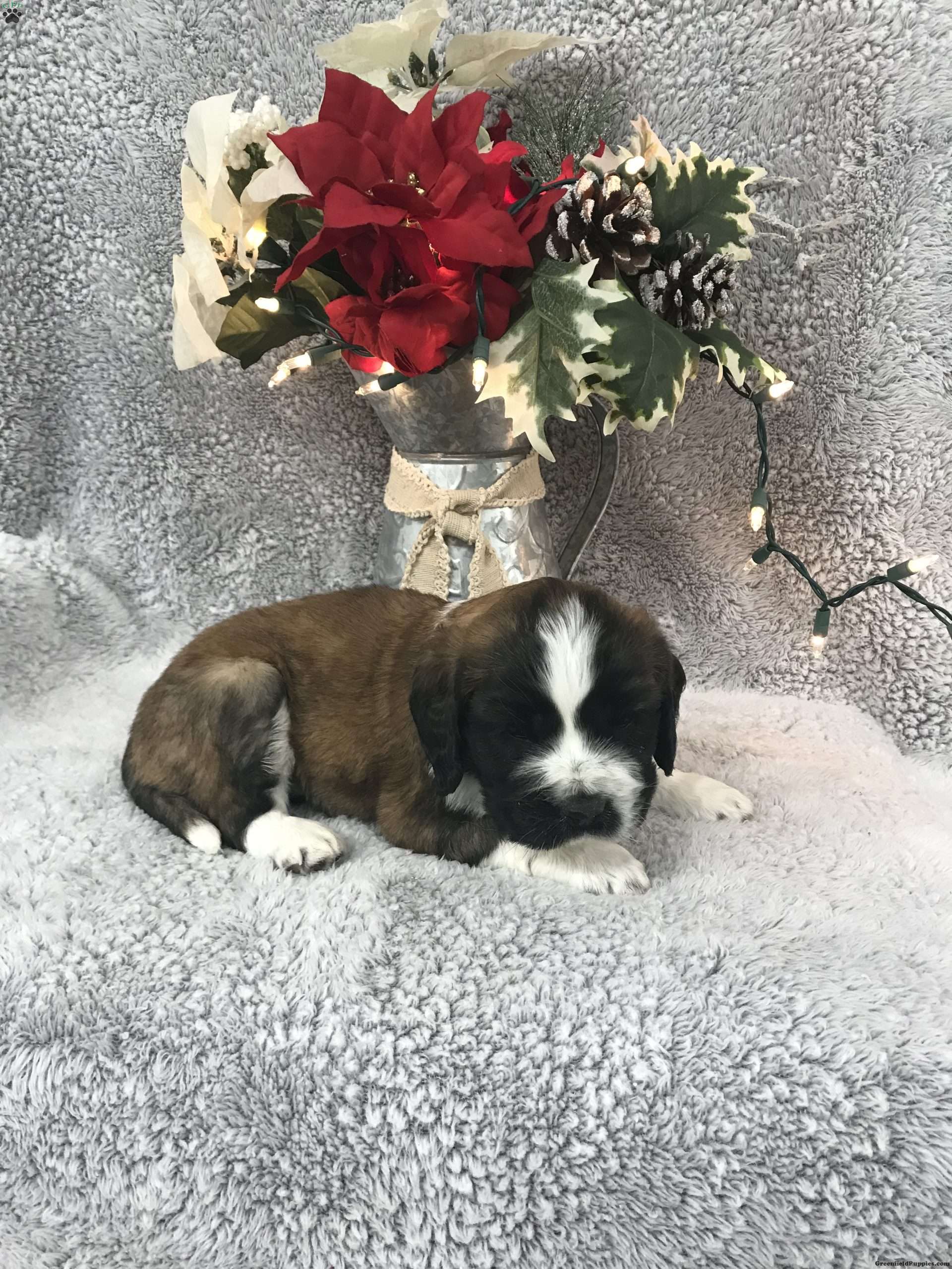 Kodiak mini Saint Bernard Puppy For Sale in Pennsylvania