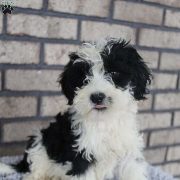 Buster, Portuguese Water Dog Puppy