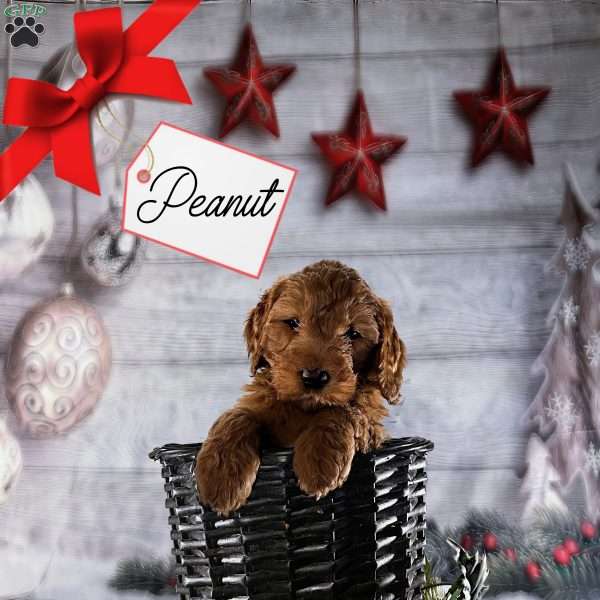 Peanut, Goldendoodle Puppy