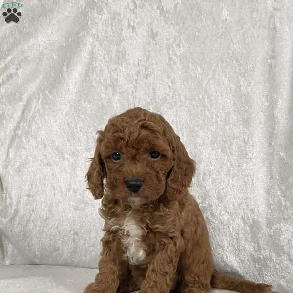 Oliver, Miniature Poodle Puppy
