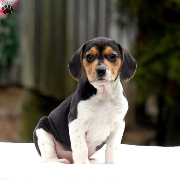 Virgilll, Beagle Puppy