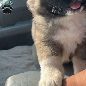 Akita Puppies for Sale - Greenfield Puppies