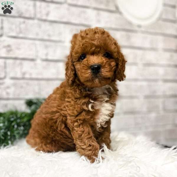 Riley F1B, Mini Goldendoodle Puppy