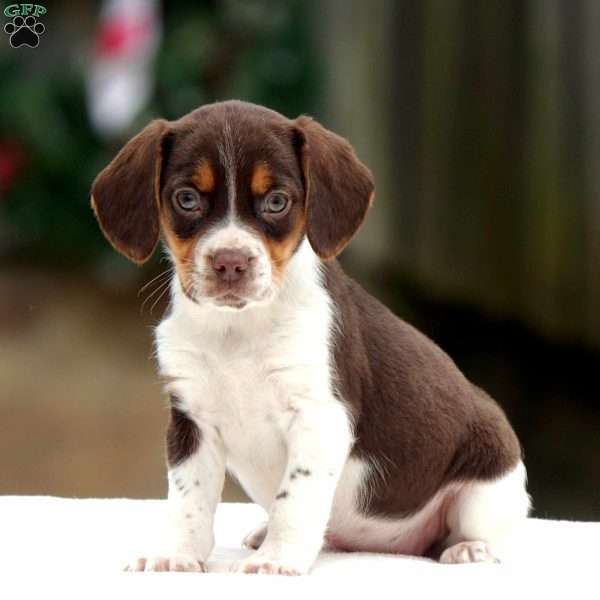 Vanessa, Beagle Puppy