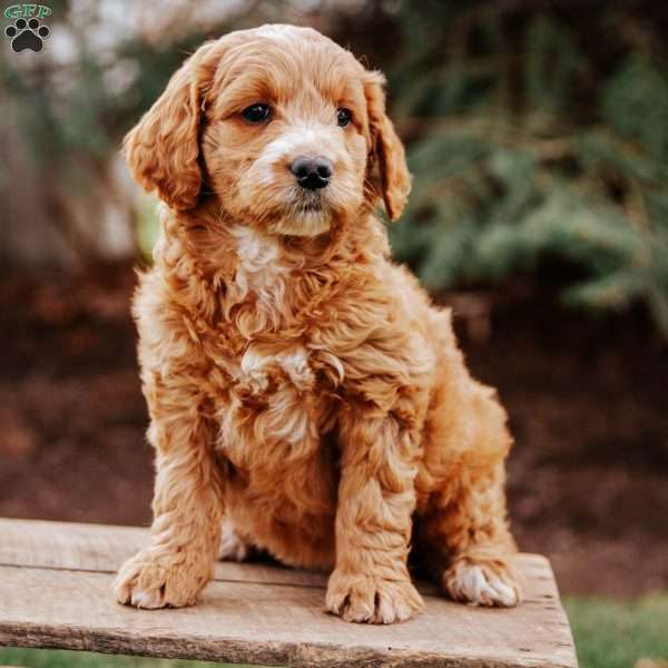 Ally, Goldendoodle Puppy