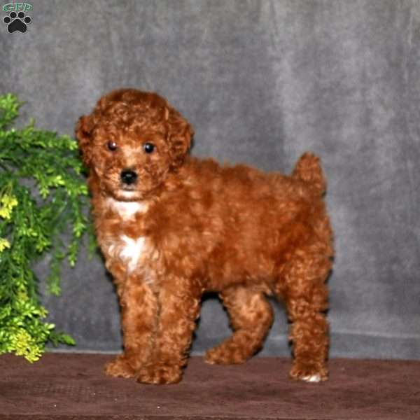 Abby, Miniature Poodle Puppy