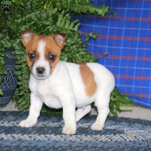 Ace, Jack Russell Terrier Puppy