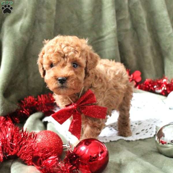 Addy, Miniature Poodle Puppy
