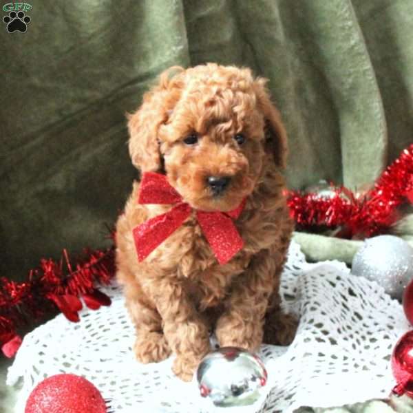 Aiden, Miniature Poodle Puppy