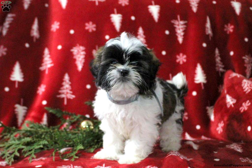 Alex Shih Tzu Puppy For Sale in Pennsylvania