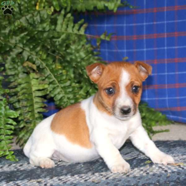 Alisha, Jack Russell Terrier Puppy