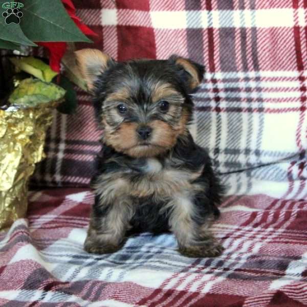 Alvin, Yorkie Puppy