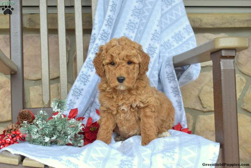 Amelia Standard Poodle Puppy For Sale in Pennsylvania