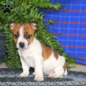 Amy, Jack Russell Terrier Puppy