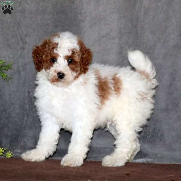 Andy, Miniature Poodle Puppy