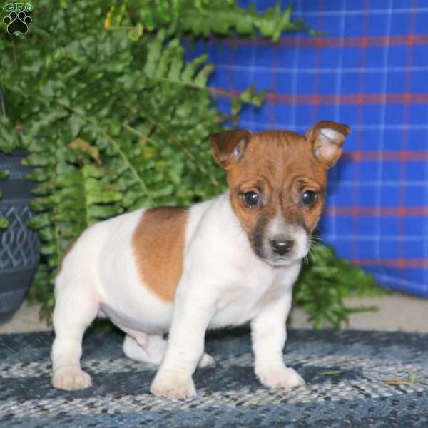 Andy, Jack Russell Terrier Puppy