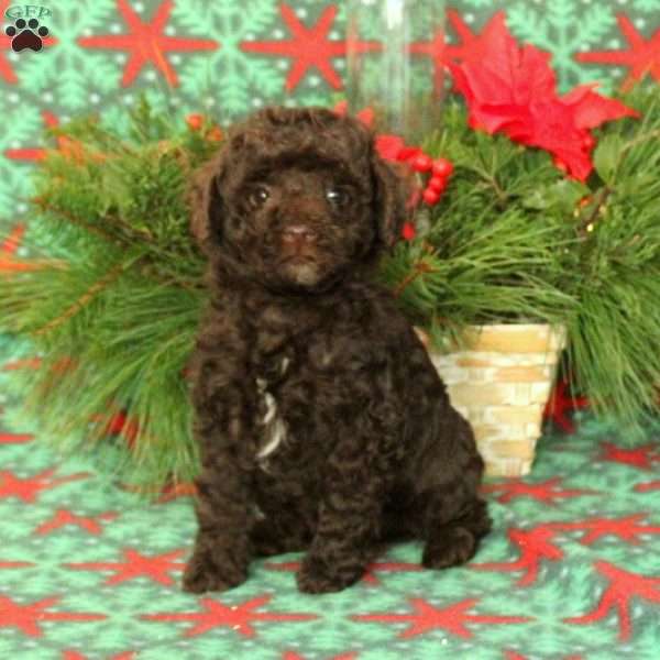 Angus, Miniature Poodle Puppy