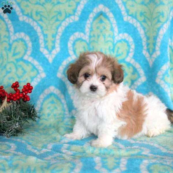 Annabelle, Shih-Poo Puppy